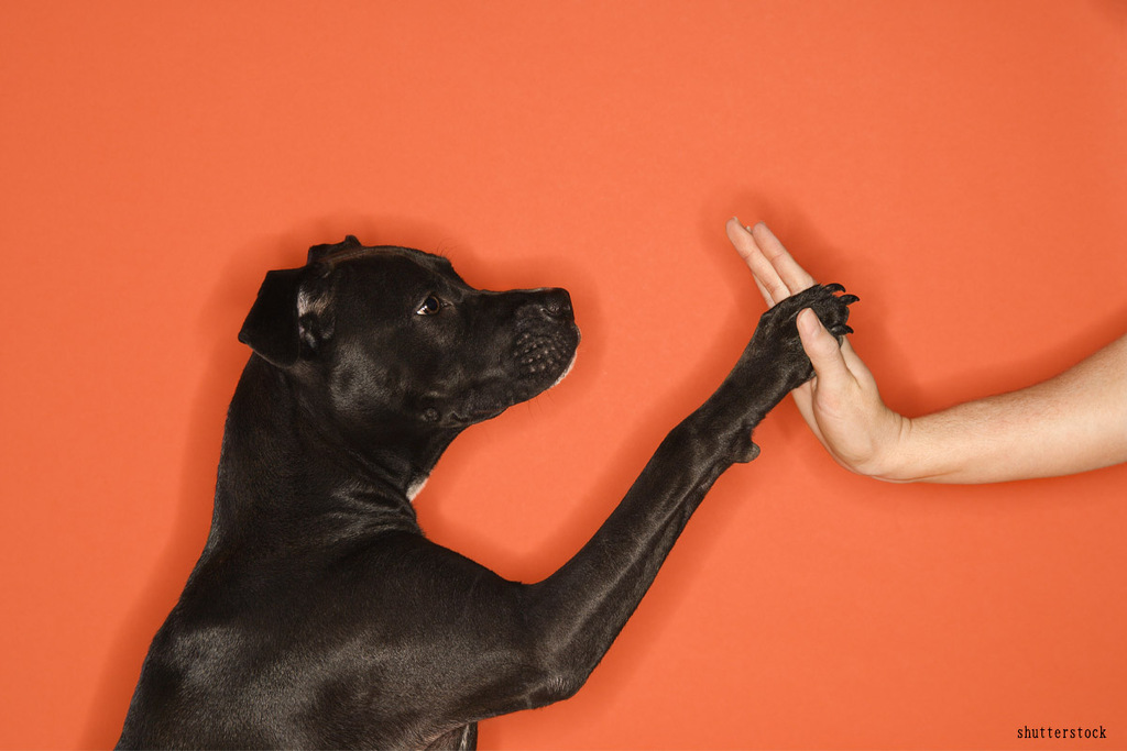 愛犬と快適に暮らせる家のイメージ