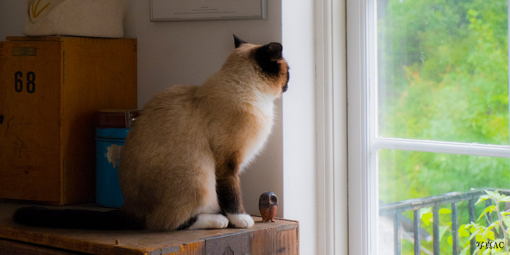 「犬と暮らす家・猫と暮らす家を創る確かな理屈」～ペットと暮らす楽しい住まい～のイメージ