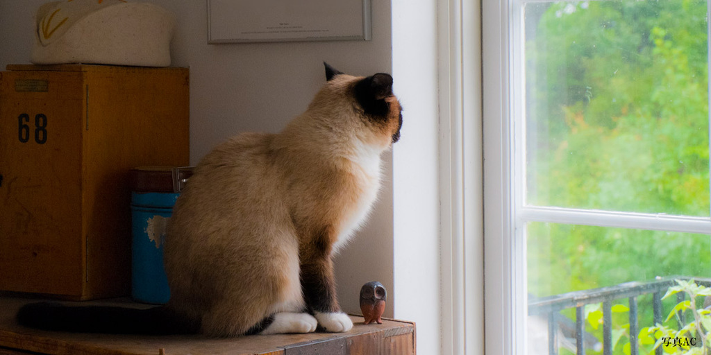 「犬と暮らす家・猫と暮らす家を創る確かな理屈」～ペットと暮らす楽しい住まい～のイメージ